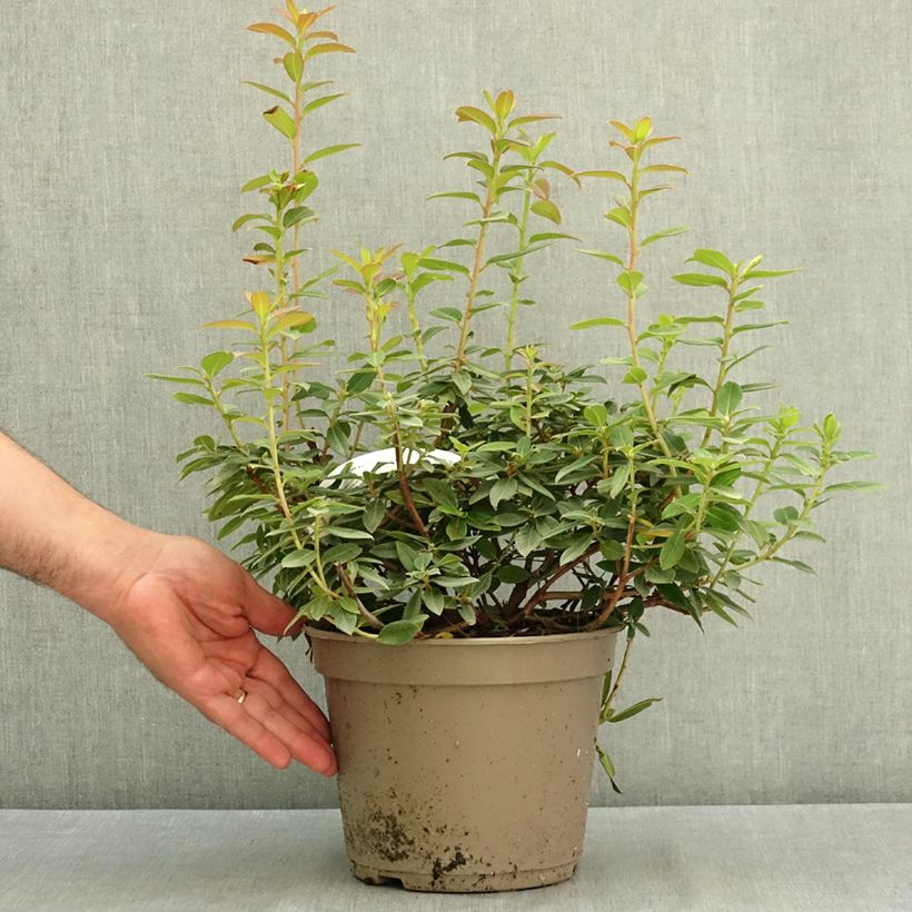 Ejemplar de Rhododendron Saint Tudy Maceta 4L/5L entregado en verano