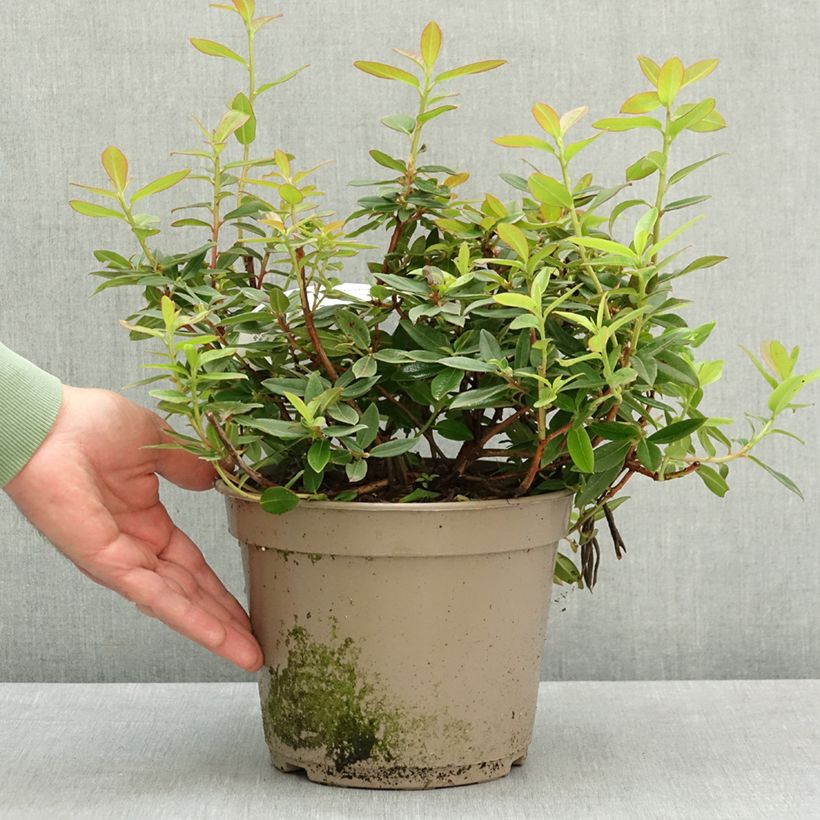 Rhododendron Saint Tudy Maceta 4L/5L Ejemplar entregado en la primavera