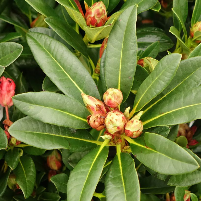 Rhododendron Sainte-Marine (Follaje)