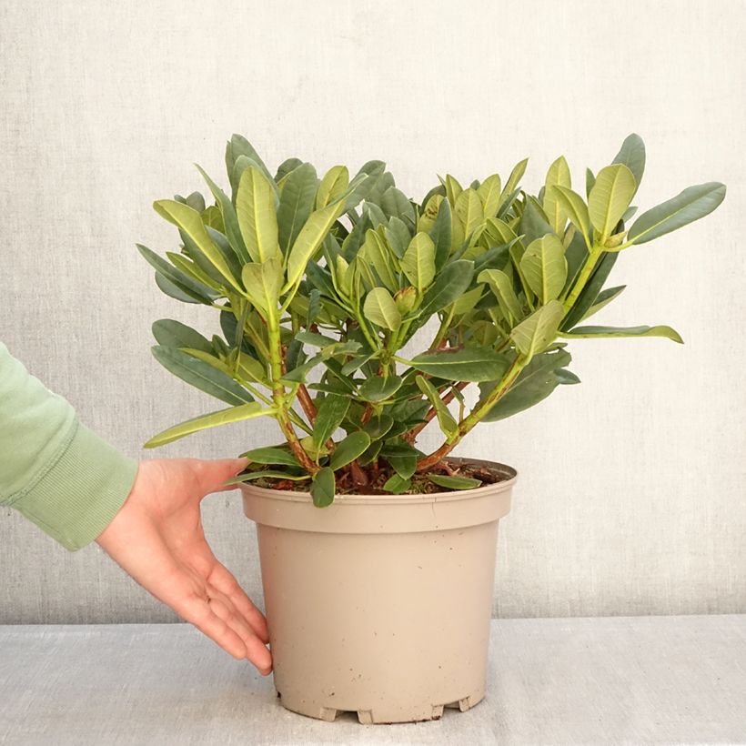 Rhododendron Sainte-Marine Maceta 4L/5L Ejemplar entregado en invierno