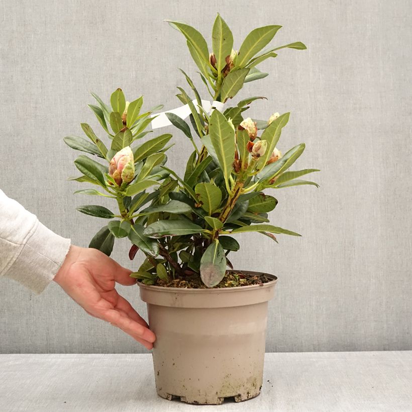 Rhododendron Sainte-Marine Maceta 4L/5L Ejemplar entregado en la primavera