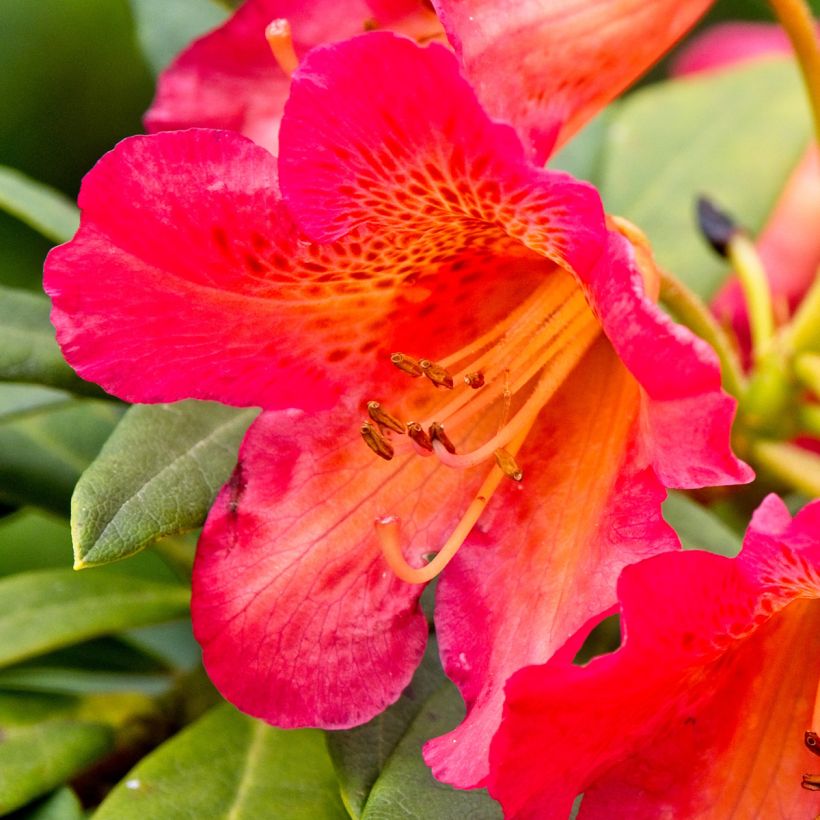 Rhododendron Scyphocalyx (Floración)