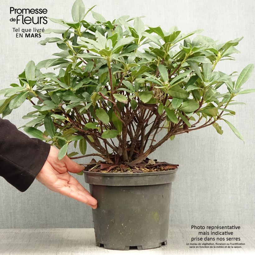 Rhododendron Scyphocalyx Maceta 6L/7L Ejemplar entregado en la primavera