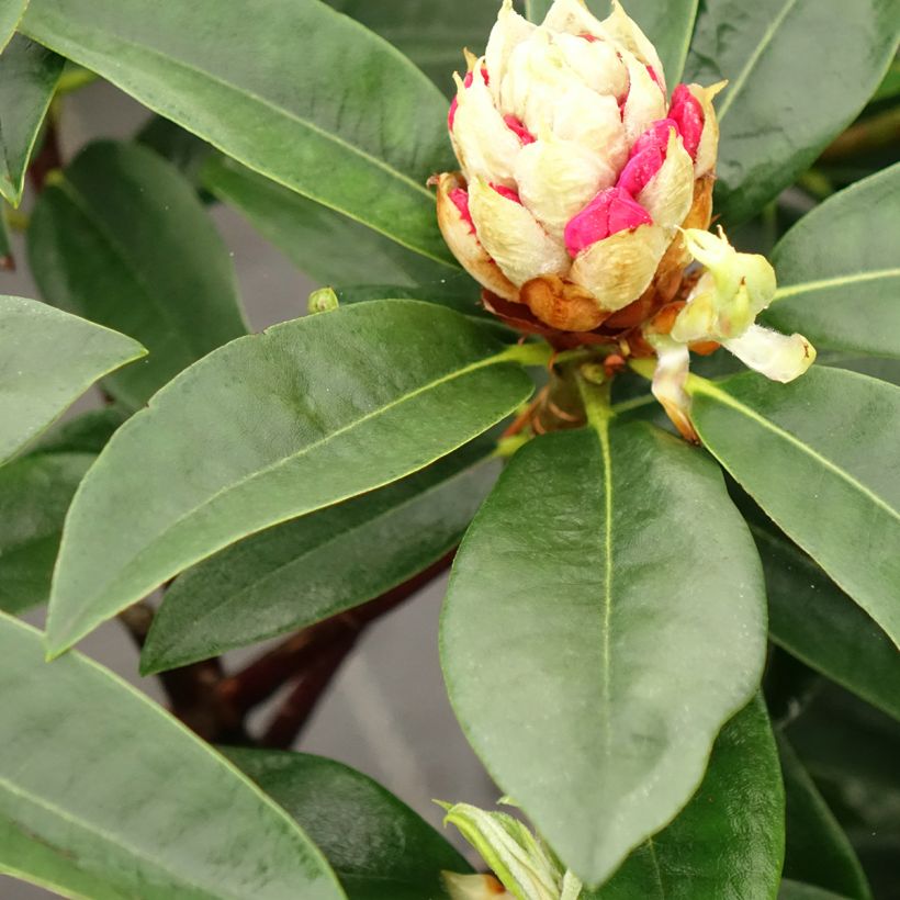Rhododendron Souvenir de J. Broughton - Rododendro (Follaje)