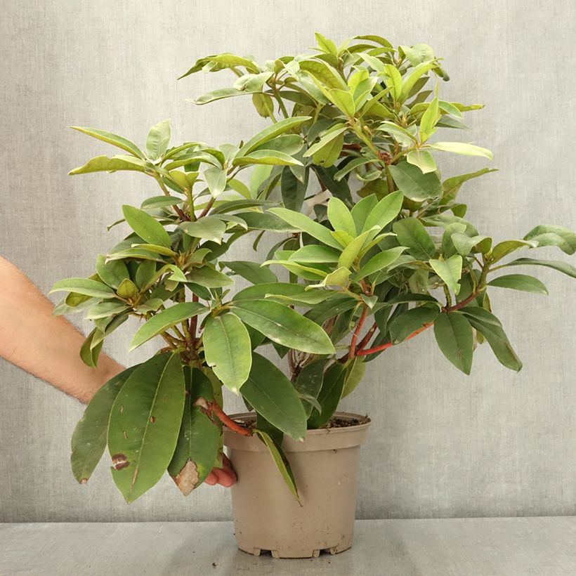 Ejemplar de Rhododendron Souvenir de J. Broughton - Rododendro Maceta 4L/5L entregado en verano