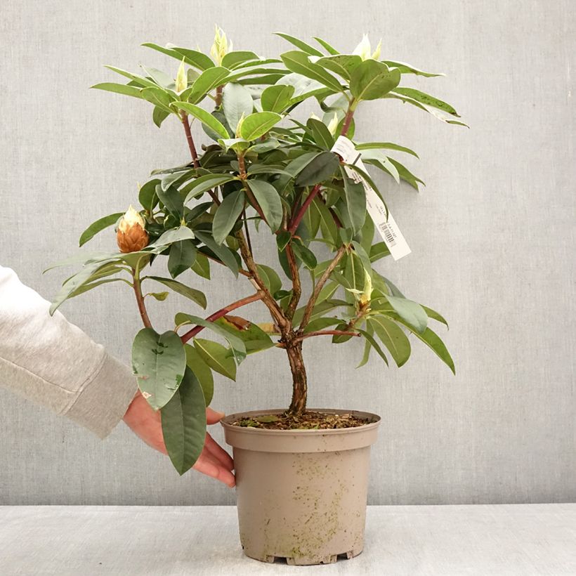 Rhododendron Souvenir de J. Broughton - Rododendro Maceta 4L/5L Ejemplar entregado en la primavera