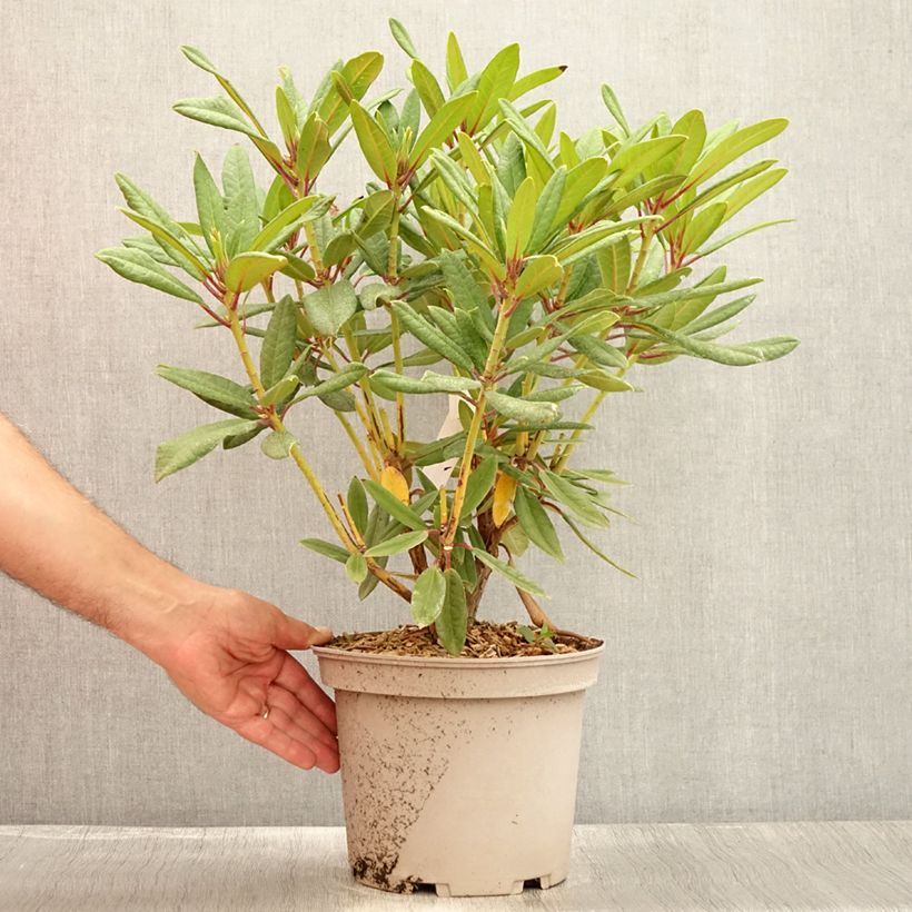Ejemplar de Rhododendron Tortoiseshell Orange Maceta 4L/5L entregado en verano