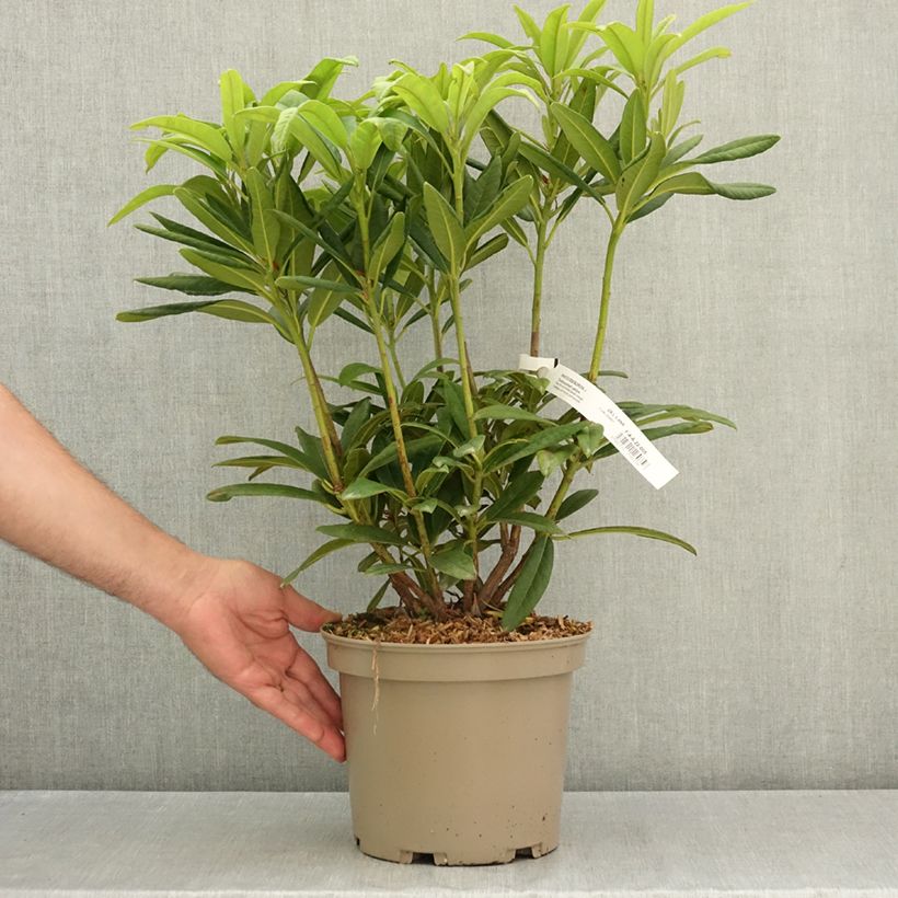 Ejemplar de Rhododendron Tortoiseshell Yellow Maceta 4L/5L entregado en verano