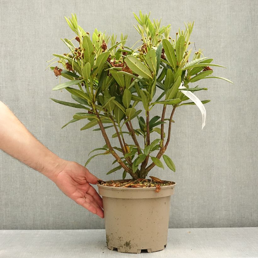 Rhododendron Tortoiseshell Yellow Maceta 4L/5L Ejemplar entregado en la primavera