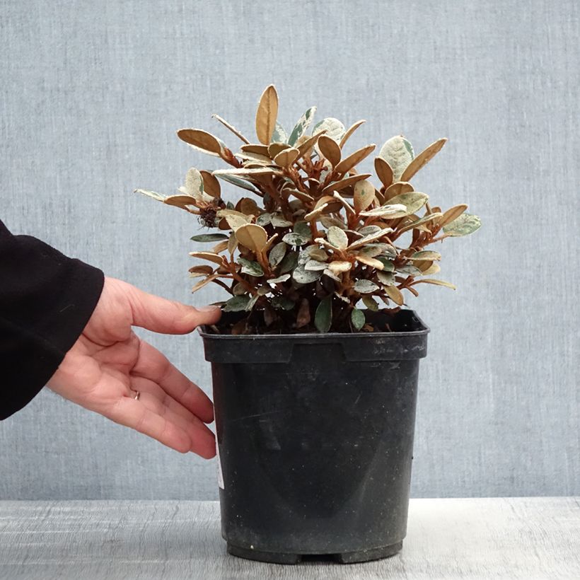 Rhododendron tsariense Maceta 3L/4L Ejemplar entregado en la primavera