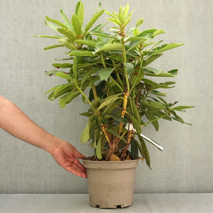Ejemplar de Rhododendron Vallée de l'Odet Pot de 4L/5L entregado en verano