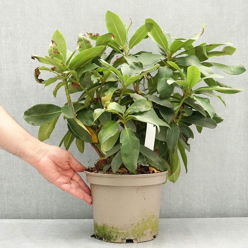 Rhododendron Vallée de l'Odet Maceta 4L/5L Ejemplar entregado en la primavera