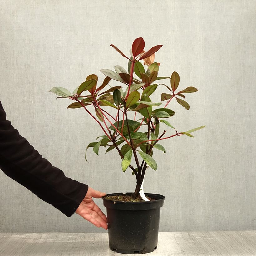 Ejemplar de Rhododendron vireya Aertrycke Maceta 3L/4L entregado en otoño