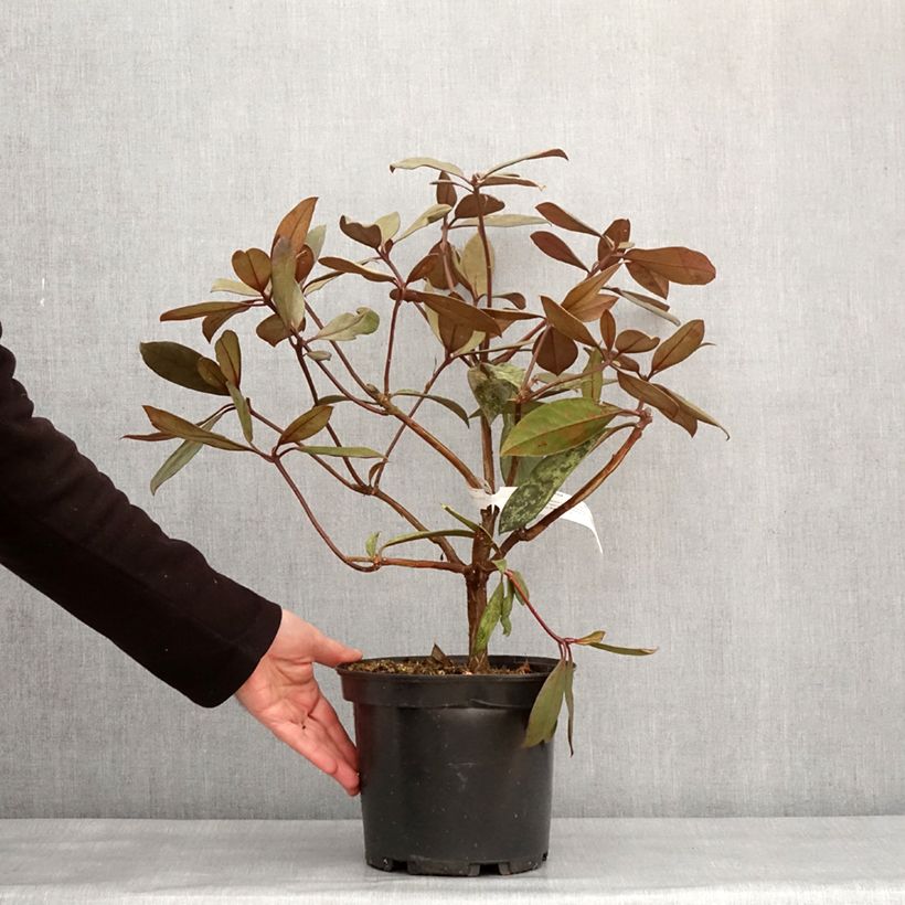 Rhododendron vireya Calavar Maceta 3L/4L Ejemplar entregado en invierno