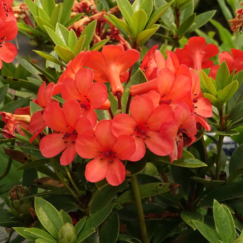 Rhododendron vireya Hendrick's ker (Floración)
