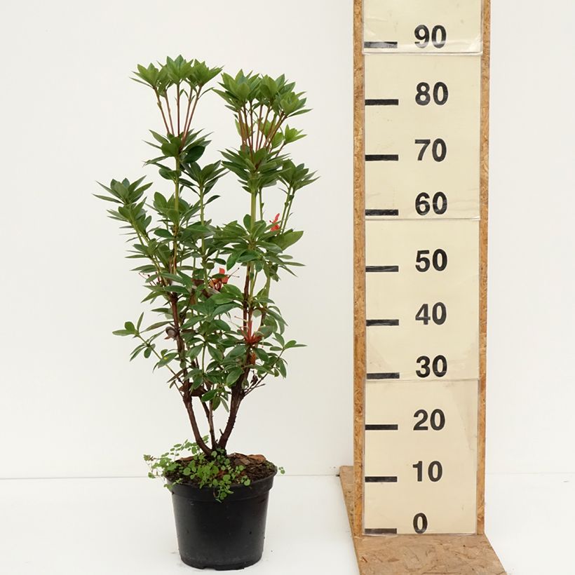 Ejemplar de Rhododendron vireya Hendrick's ker Pot de 3L/4L entregado en otoño
