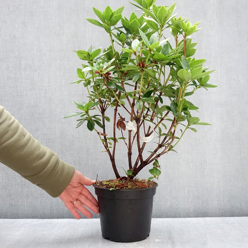 Rhododendron vireya Hendrick's ker Maceta 3L/4L Ejemplar entregado en invierno
