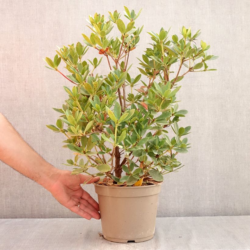 Ejemplar de Rhododendron vireya Saxon blush Maceta 3L/4L entregado en verano