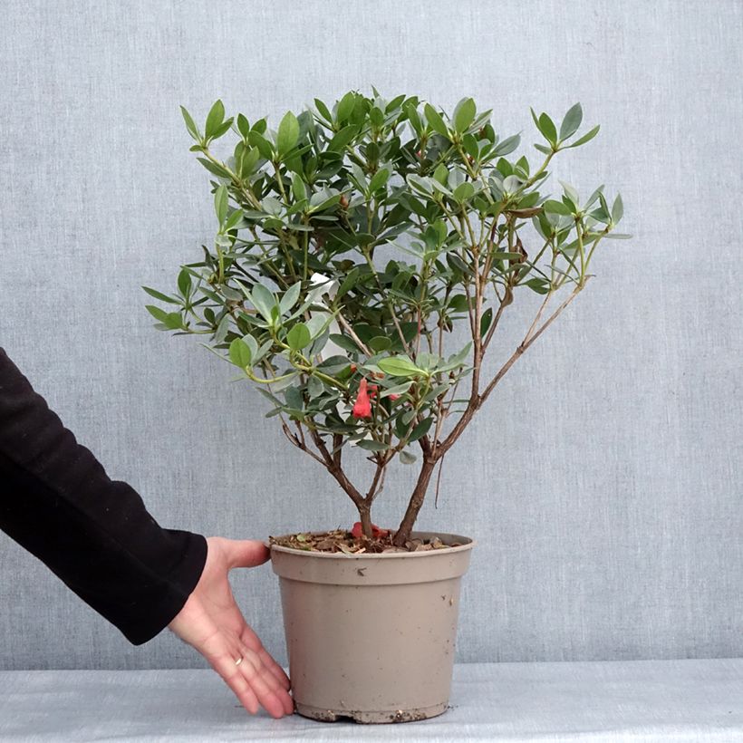 Rhododendron vireya Saxon blush Maceta 3L/4L Ejemplar entregado en invierno