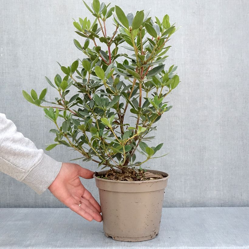 Rhododendron vireya Saxon blush Maceta 3L/4L Ejemplar entregado en la primavera