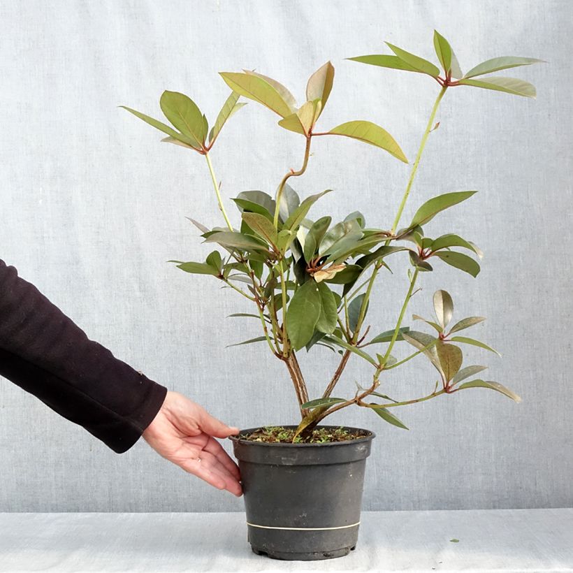 Ejemplar de Rhododendron vireya Strawberry Parfait Maceta 3L/4L entregado en otoño