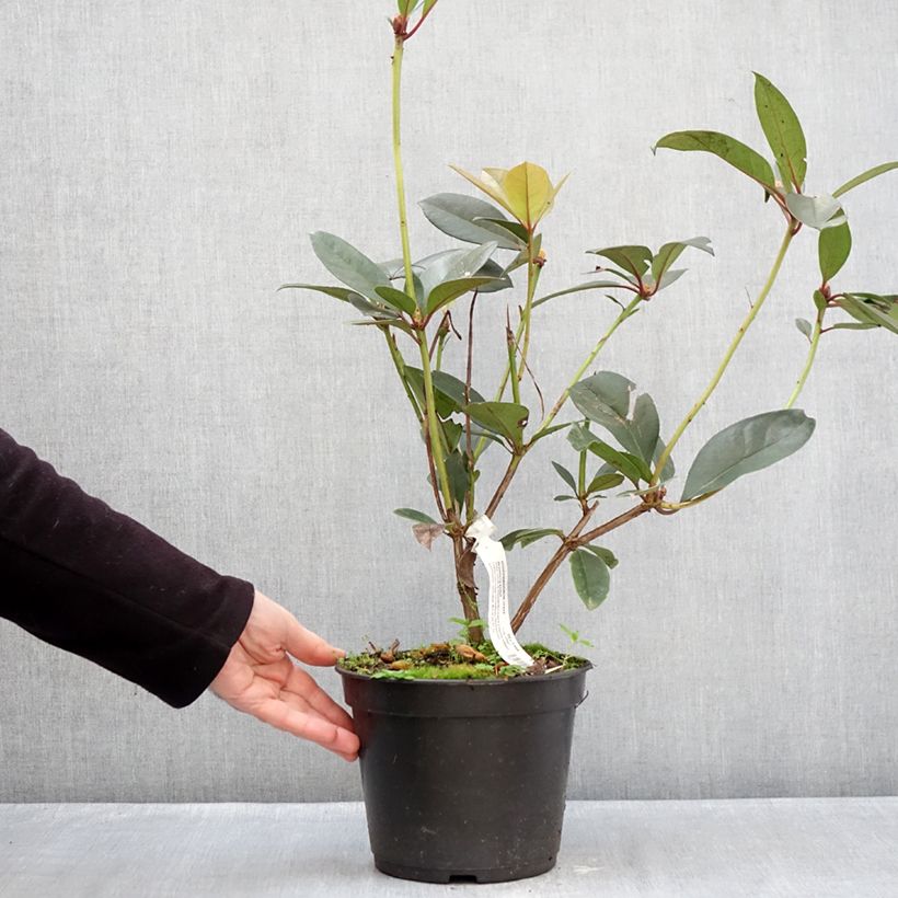 Rhododendron vireya Strawberry Parfait Maceta 3L/4L Ejemplar entregado en invierno