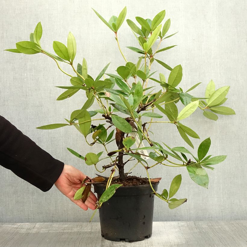 Ejemplar de Rhododendron vireya Vladimir Bukovski Maceta 3L/4L entregado en otoño