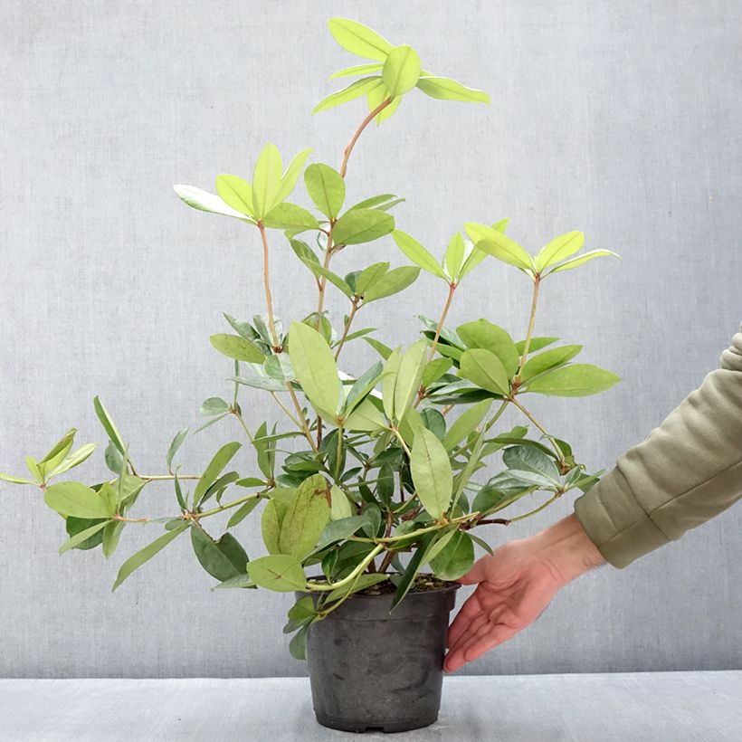 Rhododendron vireya Vladimir Bukovski Maceta 3L/4L Ejemplar entregado en invierno