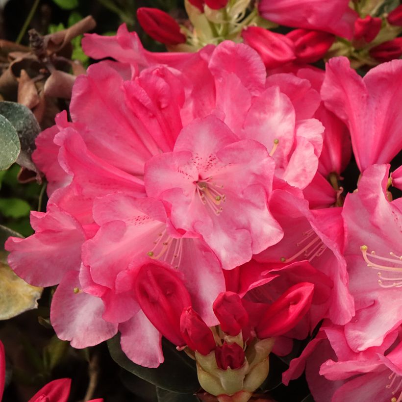 Rhododendron williamsianum Gartendirektor Glocker (Floración)