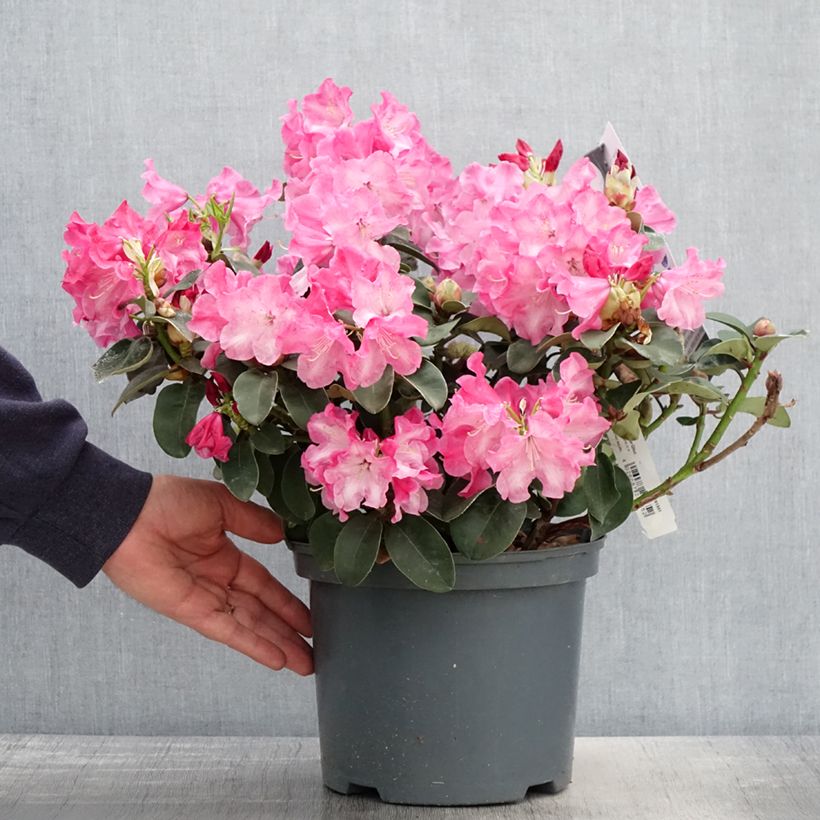 Rhododendron williamsianum Gartendirektor Glocker Maceta 4L/5L Ejemplar entregado en la primavera