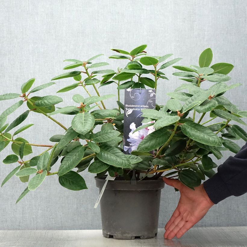 Ejemplar de Rhododendron williamsianum Gartendirektor Rieger Maceta 4L/5L entregado en verano