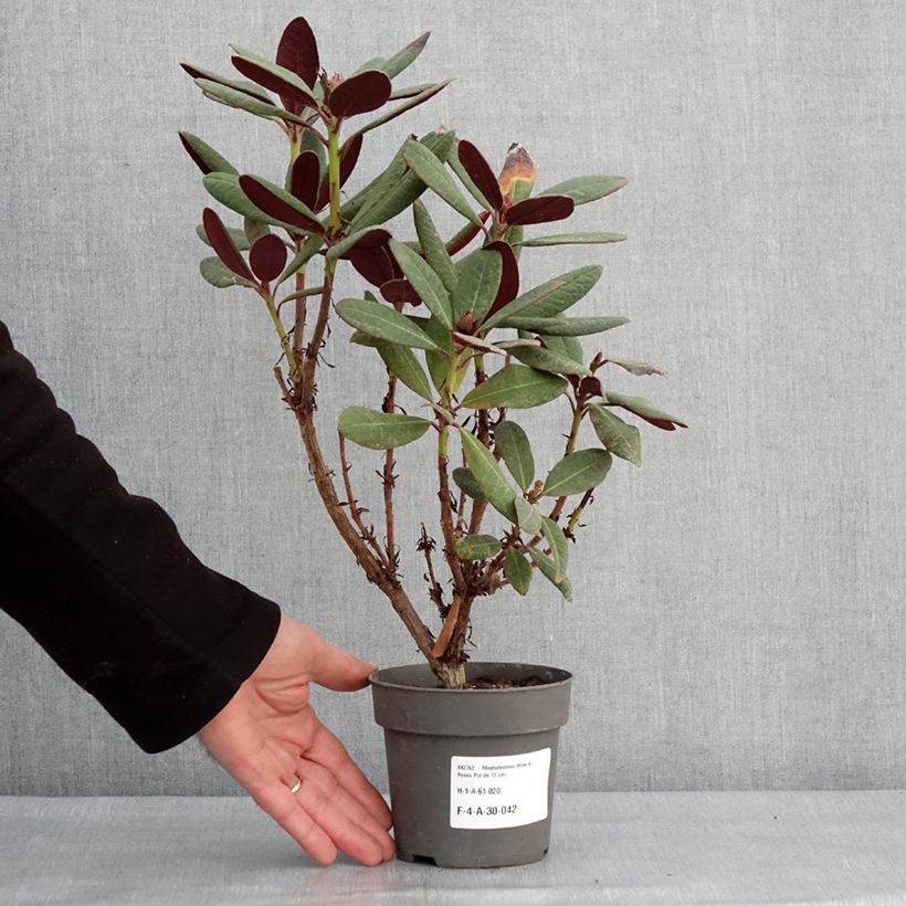 Rhododendron Wine & Roses Maceta de 12 cm / 13 cm Ejemplar entregado en invierno