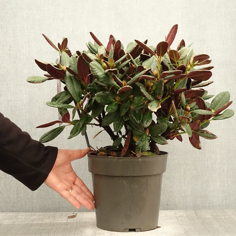 Ejemplar de Rhododendron Wine & Roses Maceta 6L/7L entregado en otoño
