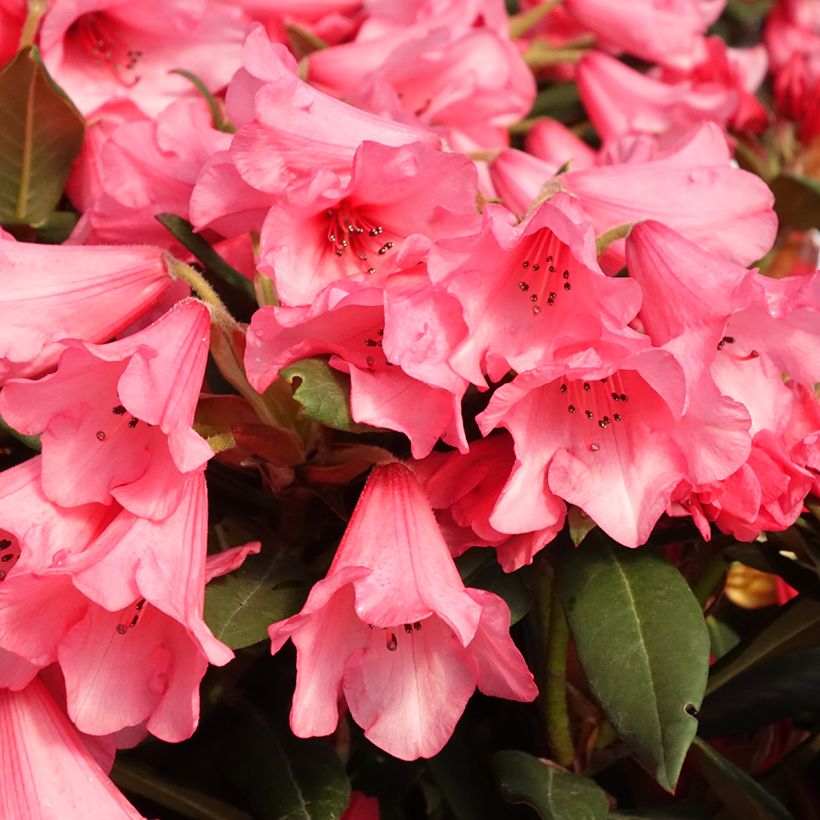 Rhododendron Winsome (Floración)