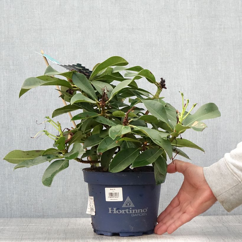 Ejemplar de Rhododendron XXL Maceta 2L/3L entregado en verano