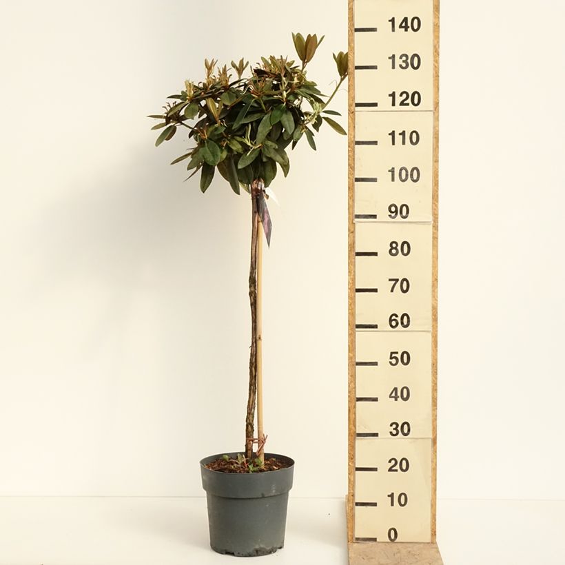 Rhododendron yakushimanum Anuschka Maceta 7,5L/10L, Tallo Ejemplar entregado en la primavera