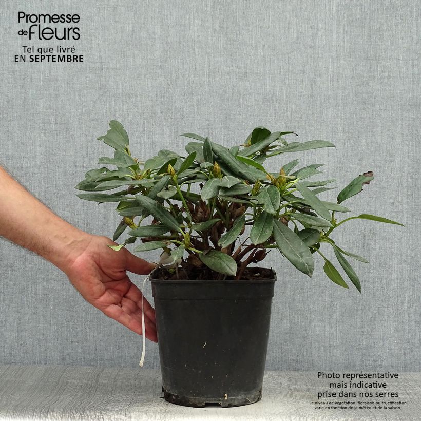 Ejemplar de Rhododendron yakushimanum Barbarella Maceta 4L/5L entregado en otoño