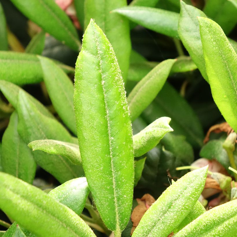 Rhododendron yakushimanum Barbarella (Follaje)