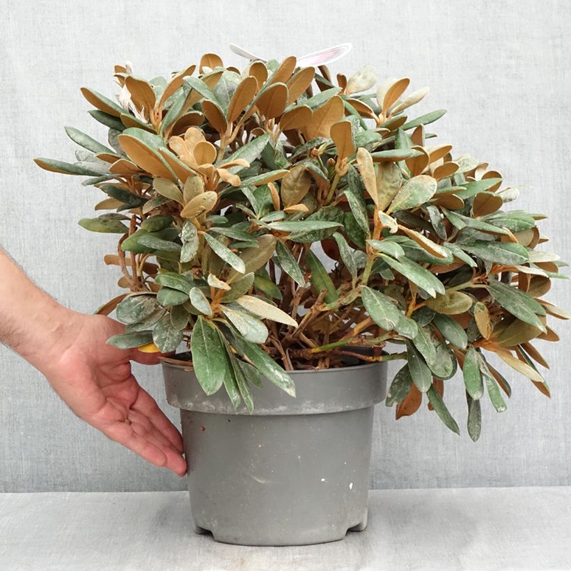 Ejemplar de Rhododendron yakushimanum Debbie Dane Maceta 4L/5L entregado en verano