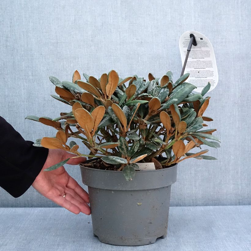 Rhododendron yakushimanum Debbie Dane Maceta 4L/5L Ejemplar entregado en la primavera