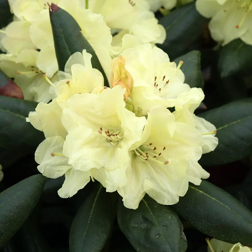 Rhododendron yakushimanum Easydendron Bohlken's Laura (Floración)