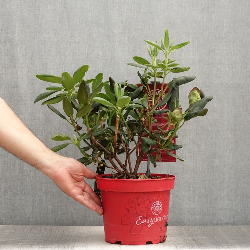 Ejemplar de Rhododendron yakushimanum Easydendron Bohlken's Laura Maceta 4L/5L entregado en verano