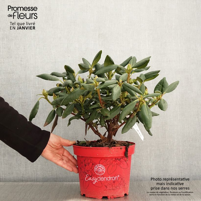 Rhododendron yakushimanum Easydendron Bohlken's Laura Maceta 4L/5L Ejemplar entregado en invierno