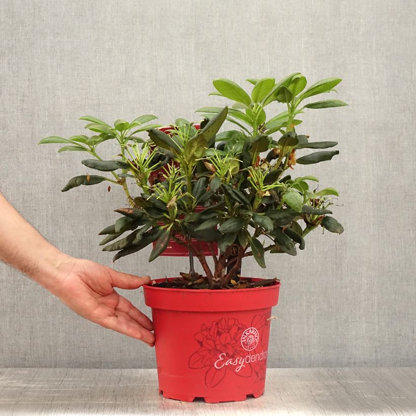 Rhododendron yakushimanum Easydendron Bohlken's Laura Maceta 4L/5L Ejemplar entregado en la primavera