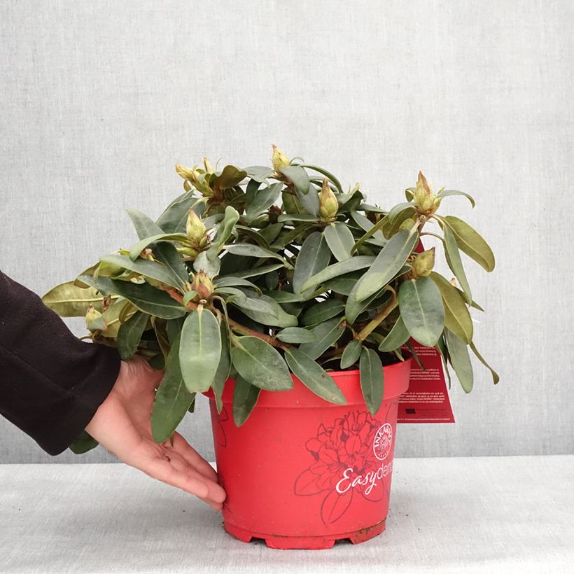 Rhododendron yakushimanum Easydendron INKARHO Bohlken's Roter Stern Maceta 4L/5L Ejemplar entregado en invierno