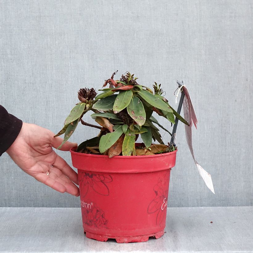 Ejemplar de Rhododendron yakushimanum Easydendron INKARHO Bohlken's Roter Stern Maceta 4L/5L entregado en otoño