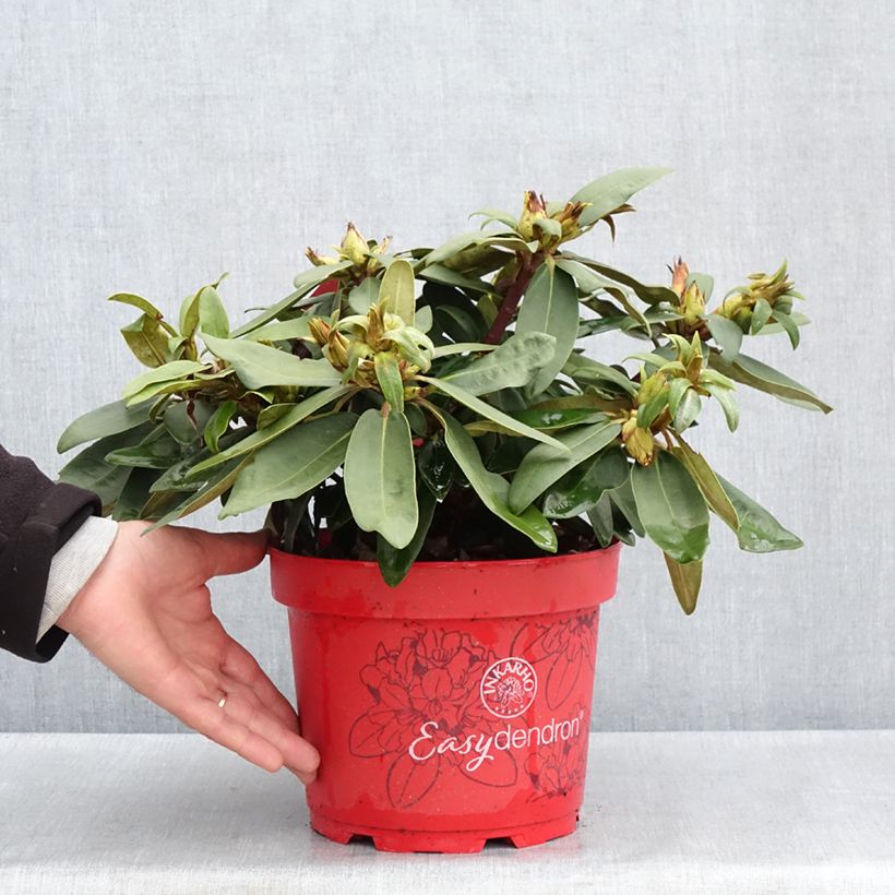 Rhododendron yakushimanum Easydendron INKARHO Bohlken's Roter Stern Maceta 4L/5L Ejemplar entregado en la primavera