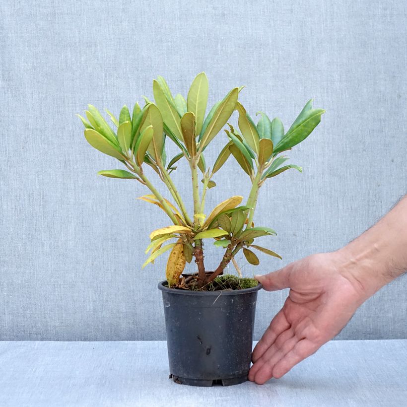 Ejemplar de Rhododendron yakushimanum Kalinka Maceta de 12 cm / 13 cm entregado en otoño