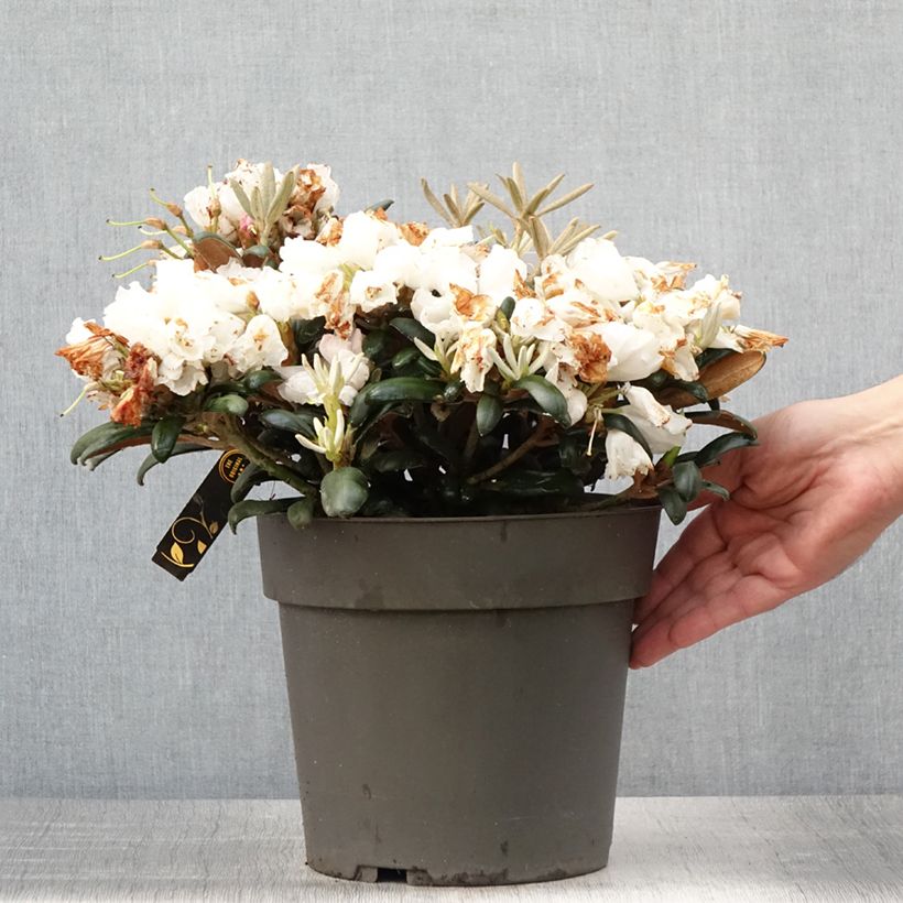 Ejemplar de Rhododendron yakushimanum Koichiro Wada Maceta 4L/5L entregado en verano