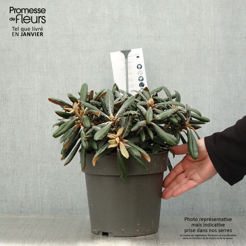 Rhododendron yakushimanum Koichiro Wada Maceta 4L/5L Ejemplar entregado en invierno